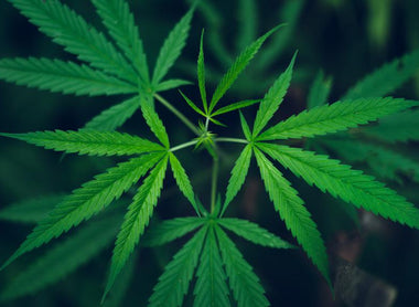 Marijuana as a MAT Prescription - Untested, Unproven, and Unwise